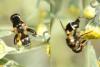 Syritta pipiens